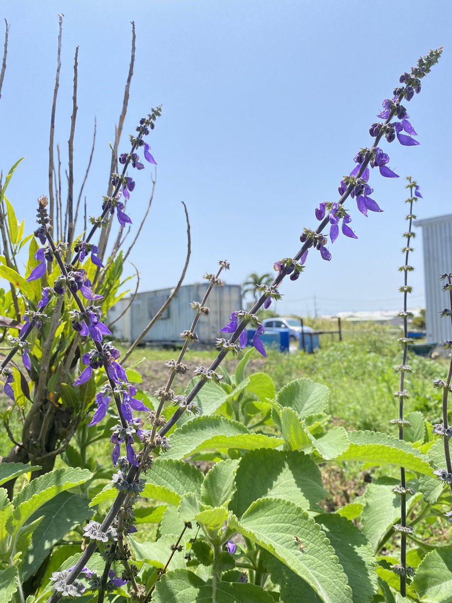 haco88's tweet photo. おはようございます
畑行きたい気持ちはあるけど朝から疲れてる、引っ越し後初の土曜日
休みたいけど明日は雨だから今日やること山盛り…やらねば😔

片付けてないから料理できず毎日昼はコンビニ
散歩中に見つけた沖縄の花々 https://t.co/2O4x3jHoWj
