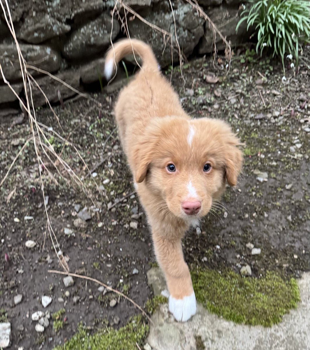 Exciting news! It’s #NationalPetDay! Good thing I’m here or we wouldn’t have a reason to celebrate.