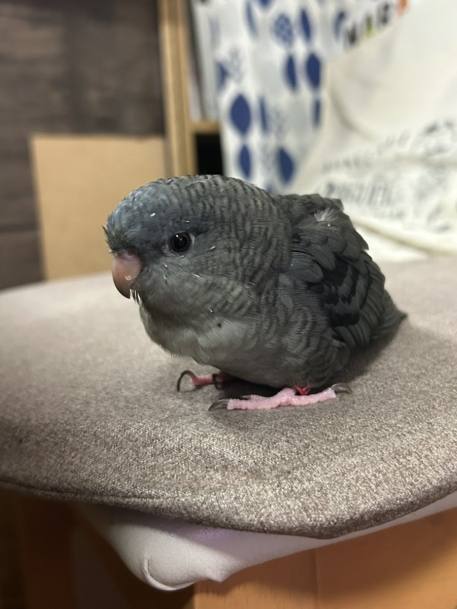 sion040706's tweet photo. しおんさん☺️💕
かわいいーーー！！！

#サザナミインコ https://t.co/wiw8cPSG1j