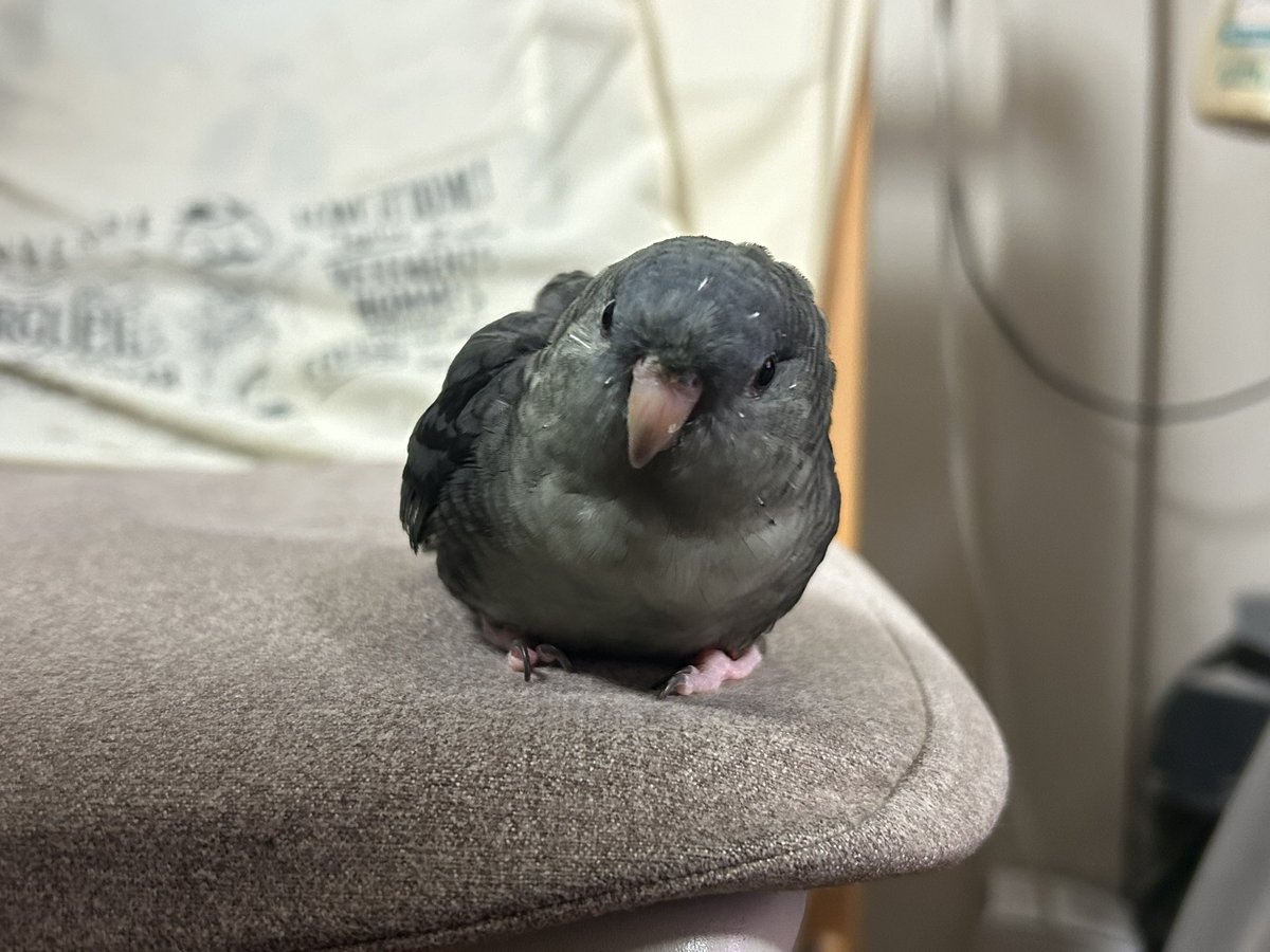 sion040706's tweet photo. しおんさん☺️💕
かわいいーーー！！！

#サザナミインコ https://t.co/wiw8cPSG1j