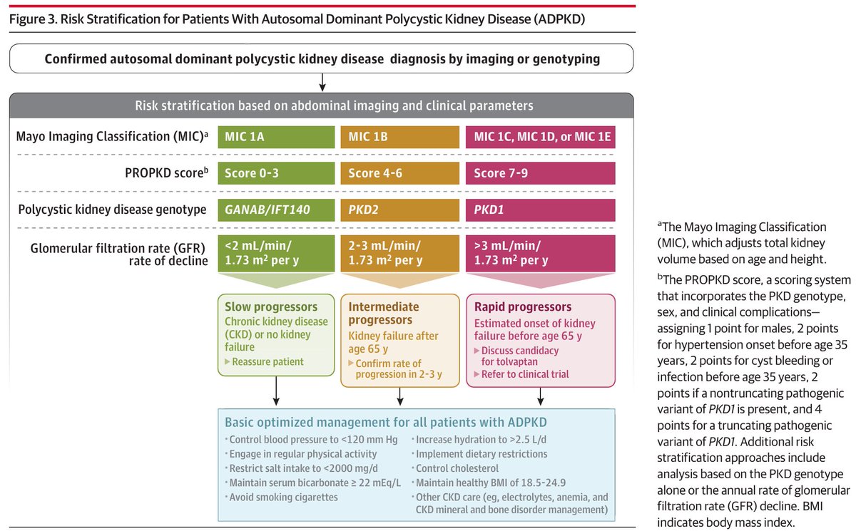 edgarvlermamd's tweet photo. Risk Stratification for Patients With Autosomal Dominant Polycystic Kidney Disease(ADPKD) ca. 2025 from @JAMA_current @fouadchebib @ndahl48 
#Nephpearls #NKFClinicals 🇺🇸

👉 https://t.co/LbfMLFGlLP https://t.co/IHh5uGL9sH