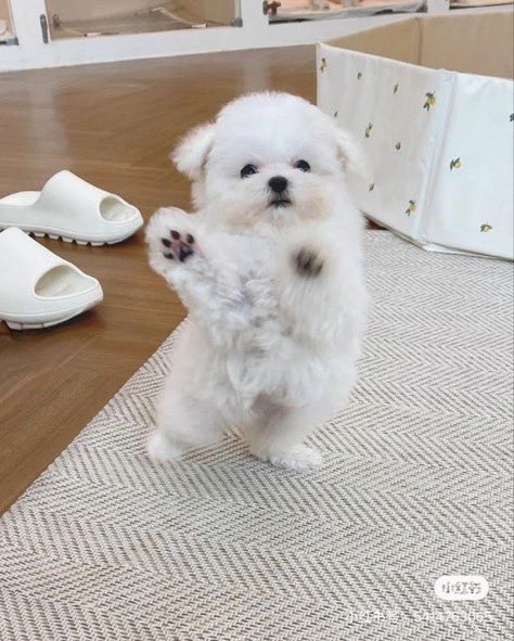 VvPgPjCRM822053's tweet photo. 「へ〜ん、しん！」 https://t.co/yNAtMmbYLs