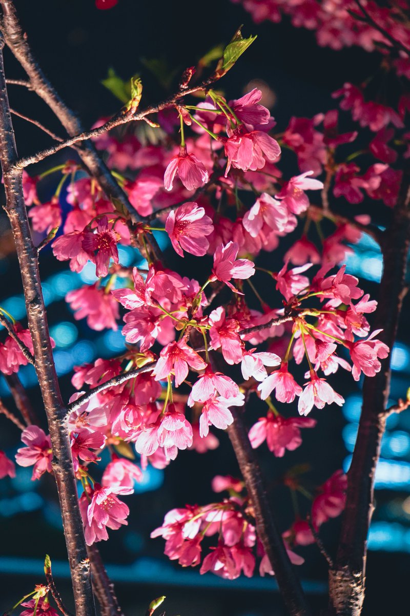 neoncvg's tweet photo. 🌸

Camera : SONY α7 III

#キリトリセカイ #photo
#SonyAlpha #a7III #sony
#東京カメラ部 #photography 
#写真好きな人と繋がりたい
#カメラ好きな人と繋がりたい
#ファインダー越しの私の世界
#TLを花でいっぱいにしよう #桜 https://t.co/4lXFzvvYdP
