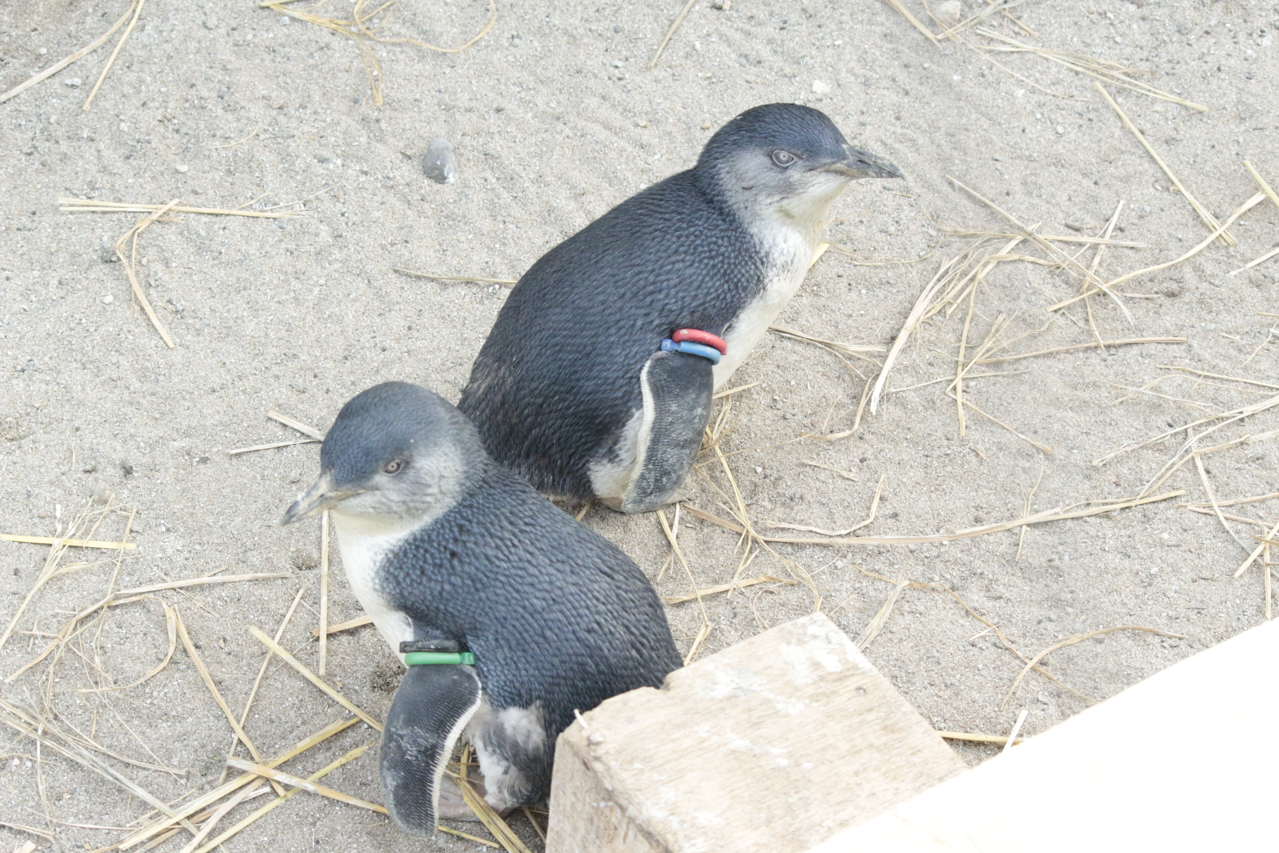 葛西臨海水族園［公式］ on X: 