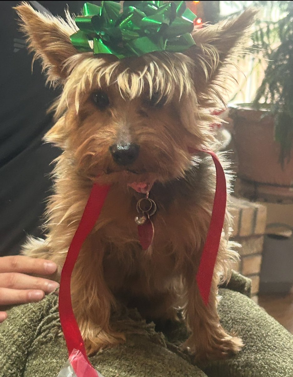 Happy National Pet Day!!! This is our Sophie we adopted!   #AdoptDontShop #OfficialOnPatrolLive <a href="/OfficialOPLive/">On Patrol: Live</a>  <a href="/ReelzChannel/">REELZ</a> #OPLive