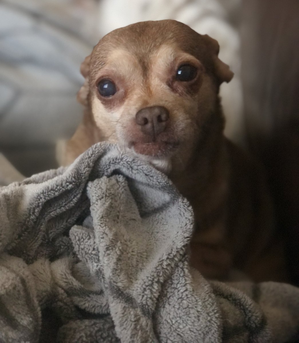 chicathechih's tweet photo. Happy #NationalPetDay to all our furry friends who bring  joy and happiness to your lives and ours. Please share a photo below of your pet and tell us what makes them special #NationalPetDay #Cats #Dogs #Puppy #Pets #ZSHQ #TaterTotSquad #dogsofX #Dogsoftwitter https://t.co/i2HVV6KlQ1