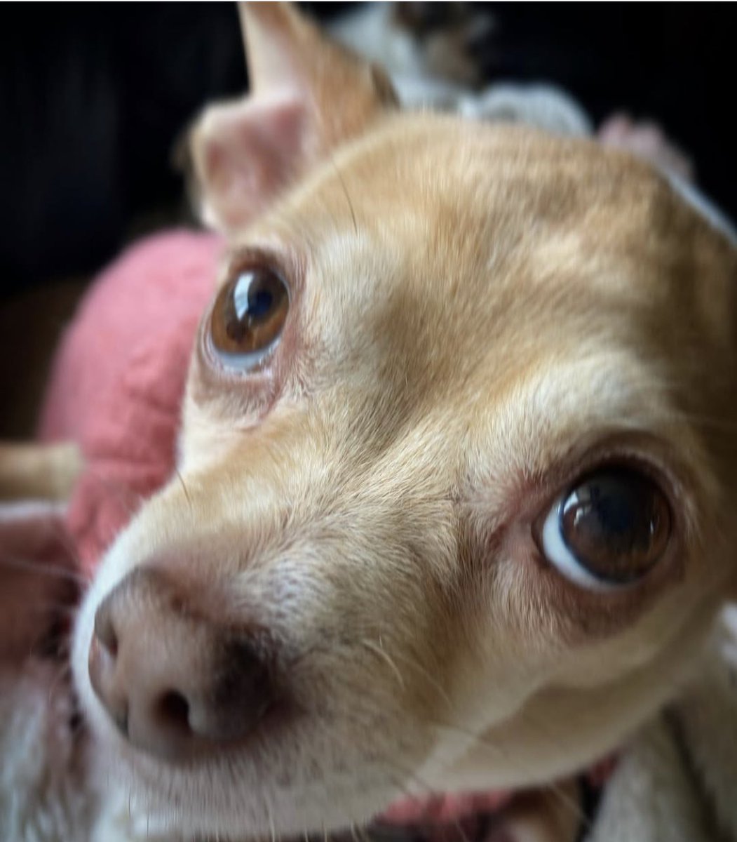 chicathechih's tweet photo. Happy #NationalPetDay to all our furry friends who bring  joy and happiness to your lives and ours. Please share a photo below of your pet and tell us what makes them special #NationalPetDay #Cats #Dogs #Puppy #Pets #ZSHQ #TaterTotSquad #dogsofX #Dogsoftwitter https://t.co/i2HVV6KlQ1