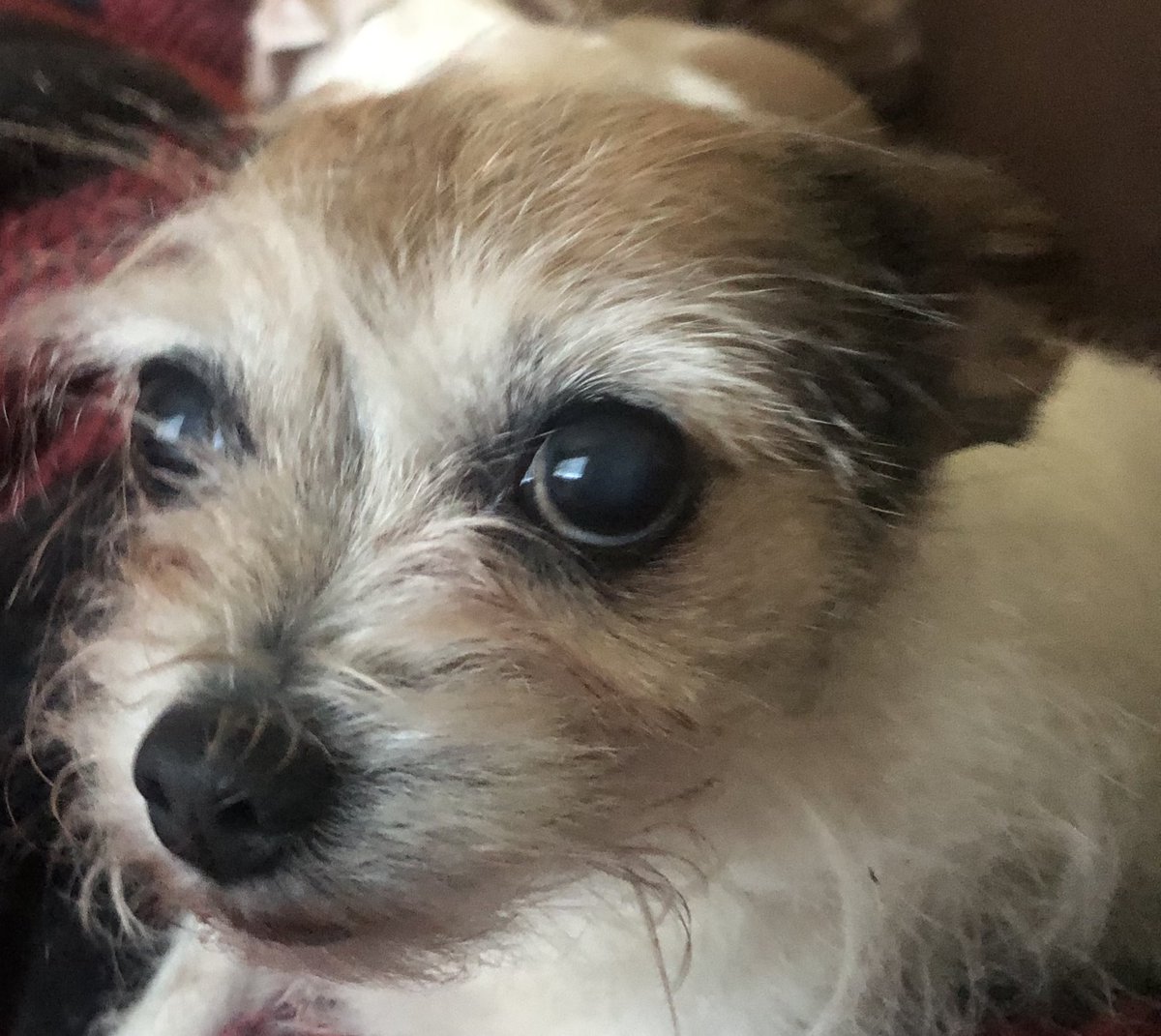 chicathechih's tweet photo. Happy #NationalPetDay to all our furry friends who bring  joy and happiness to your lives and ours. Please share a photo below of your pet and tell us what makes them special #NationalPetDay #Cats #Dogs #Puppy #Pets #ZSHQ #TaterTotSquad #dogsofX #Dogsoftwitter https://t.co/i2HVV6KlQ1