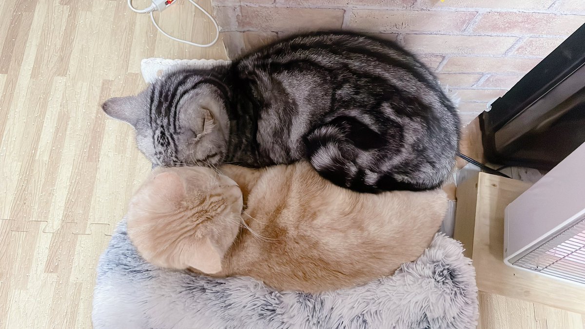 おはようにゃん(ΦωΦ)☀️