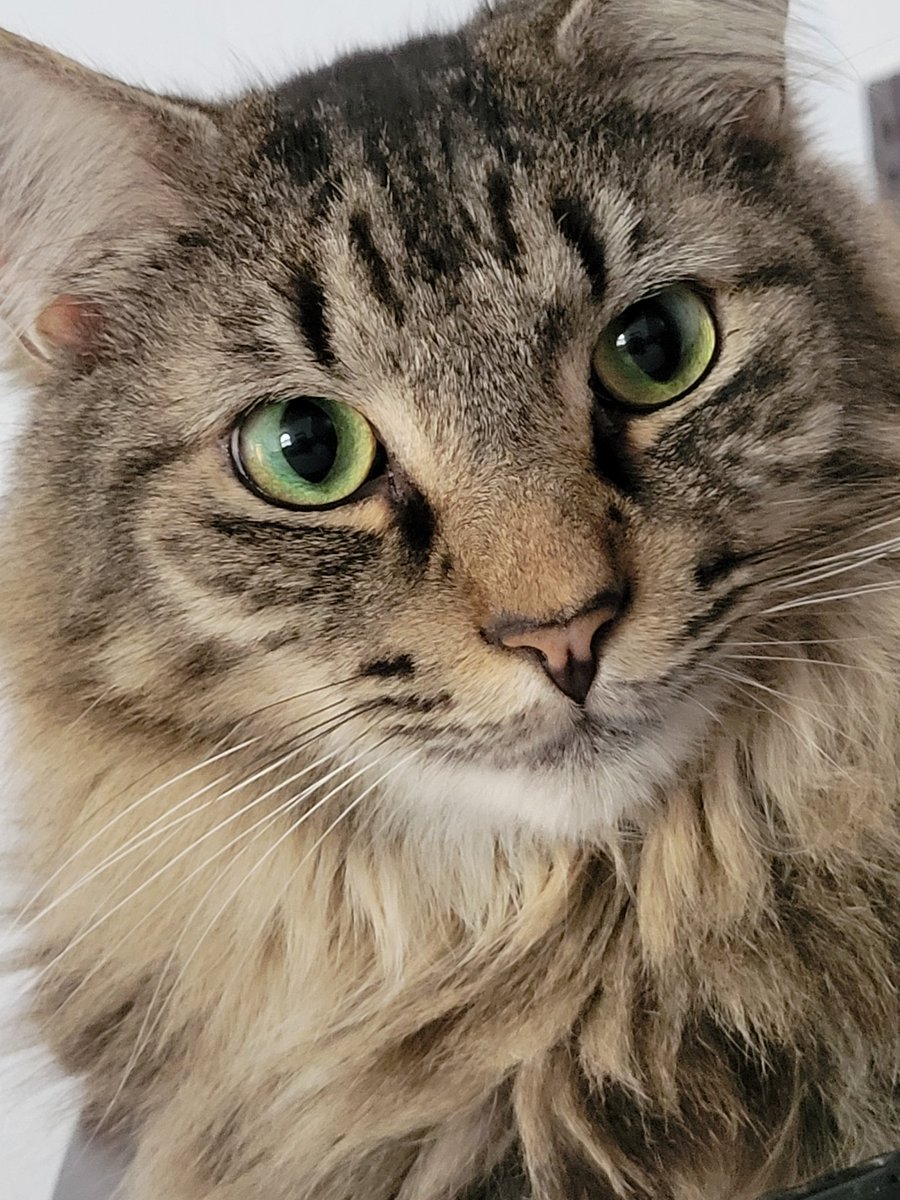 Happy #NationalPetDay !