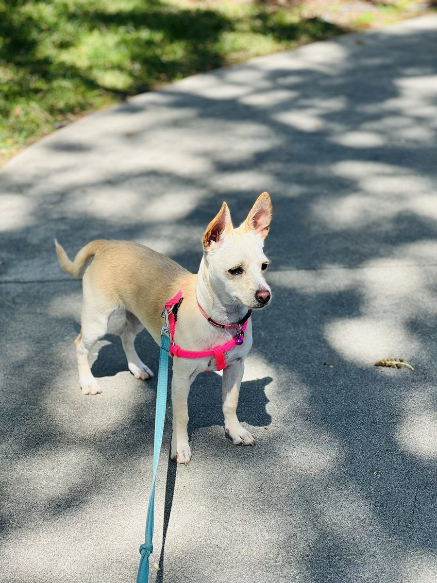 coingame10's tweet photo. My daily morning walks with my girl serves as daily reset button. 🐾 clear my head, listen to podcasts, and let ideas brew. Stumbled across @brettmalinowski talking about #saas and startup ideas. That was when the seed was planted 🌱
#StartupLife #SoloFounder #FoundersJourney https://t.co/GJYJubxqM4