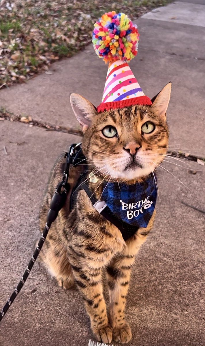 heypikapocket's tweet photo. A year ago, my beautiful boy Hiro left this world and became one of heaven’s brightest angels.

I’m so blessed that Hiro was the first kitty who was all my own. He was a super special boy who brought me so much joy and truly lit up my world 💛 https://t.co/nNBYG3evth