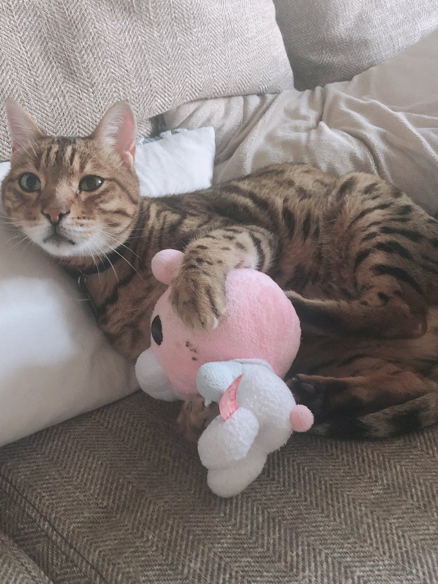 heypikapocket's tweet photo. A year ago, my beautiful boy Hiro left this world and became one of heaven’s brightest angels.

I’m so blessed that Hiro was the first kitty who was all my own. He was a super special boy who brought me so much joy and truly lit up my world 💛 https://t.co/nNBYG3evth