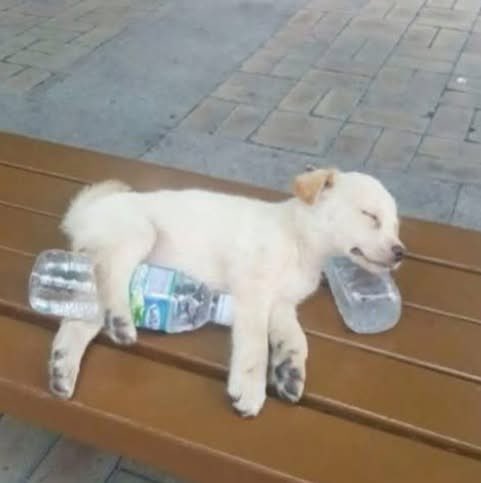 DiloConPerritos's tweet photo. Un día eres joven y al otro usas almohadas para acomodar tu columna correctamente https://t.co/I4SlH86WKv