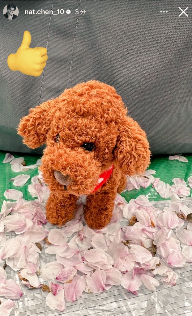 710_haruiro's tweet photo. 陳柏文のみちちゃん？みちくん？
みて思ってるんだけど、
本当、ナットくんがぬいぐるみを買ったのか持参してきたのかは分からないけど、愛犬にそっくりだし推し活みたいな撮り方に共感わくわ～😍

私も昨日👶のグッズを買いに西松屋に行ったら、みちちゃんを発見したよ‼️この🐶は鳴くし1000円だから是非買っていって～☺️あと、今回もつけてたネックレスなんだけど誰か分かる方いませんか？
ずっと、探してるけど分からないし、オーダーメイドかな？
#Natchen #陳柏文　#日本　#推し　#natchen_10 #探してます