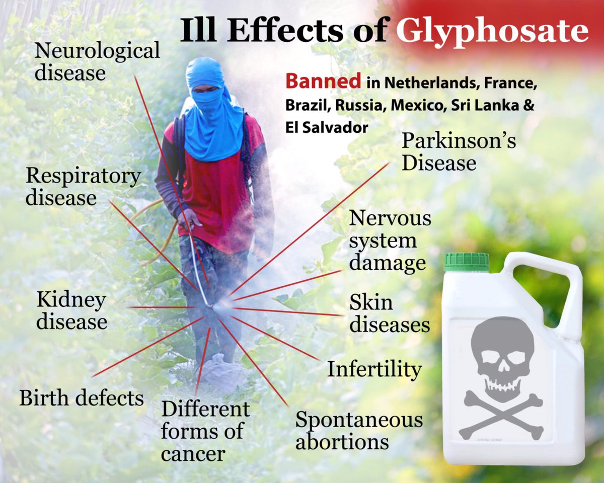 RidingMilton's tweet photo. @AlpacaAurelius I can eat bread, pasta etc in Europe, I can’t eat it here because it makes me sick.  USA is spraying the crops with endocrine-disrupting chemicals, glyphosate being one of them. Glyphosate can be found in cereals, bread, pasta, corn, oats and legumes. Ban glyphosate. https://t.co/05HAbrujas