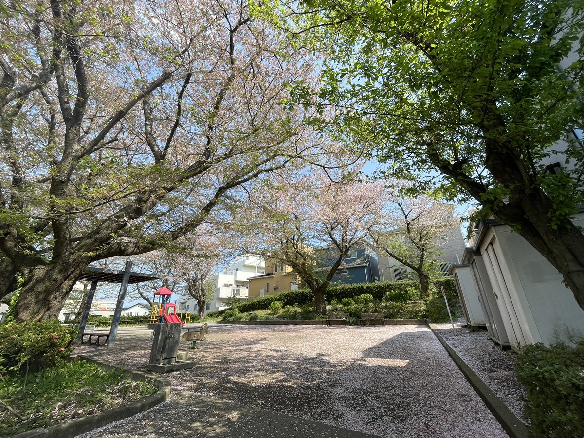 MyaH1120's tweet photo. 250412
下个花季再见吧！
また来年～ https://t.co/7kLcxJjYhe