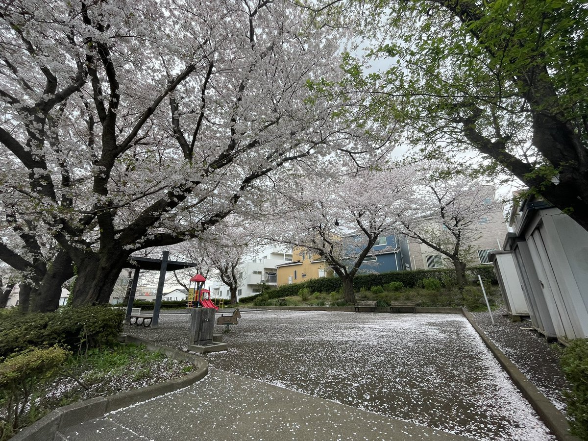 MyaH1120's tweet photo. 250412
下个花季再见吧！
また来年～ https://t.co/7kLcxJjYhe