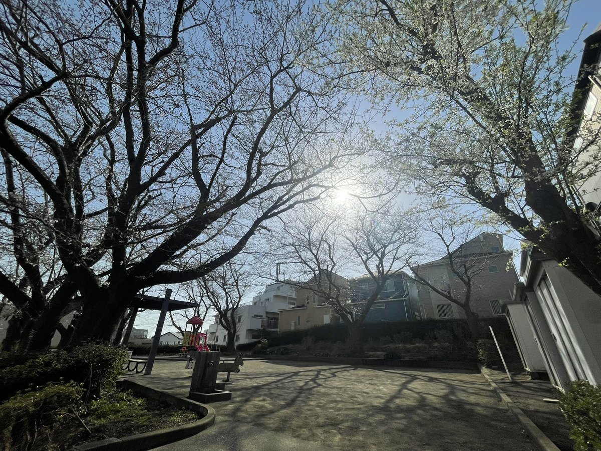 MyaH1120's tweet photo. 250412
下个花季再见吧！
また来年～ https://t.co/7kLcxJjYhe