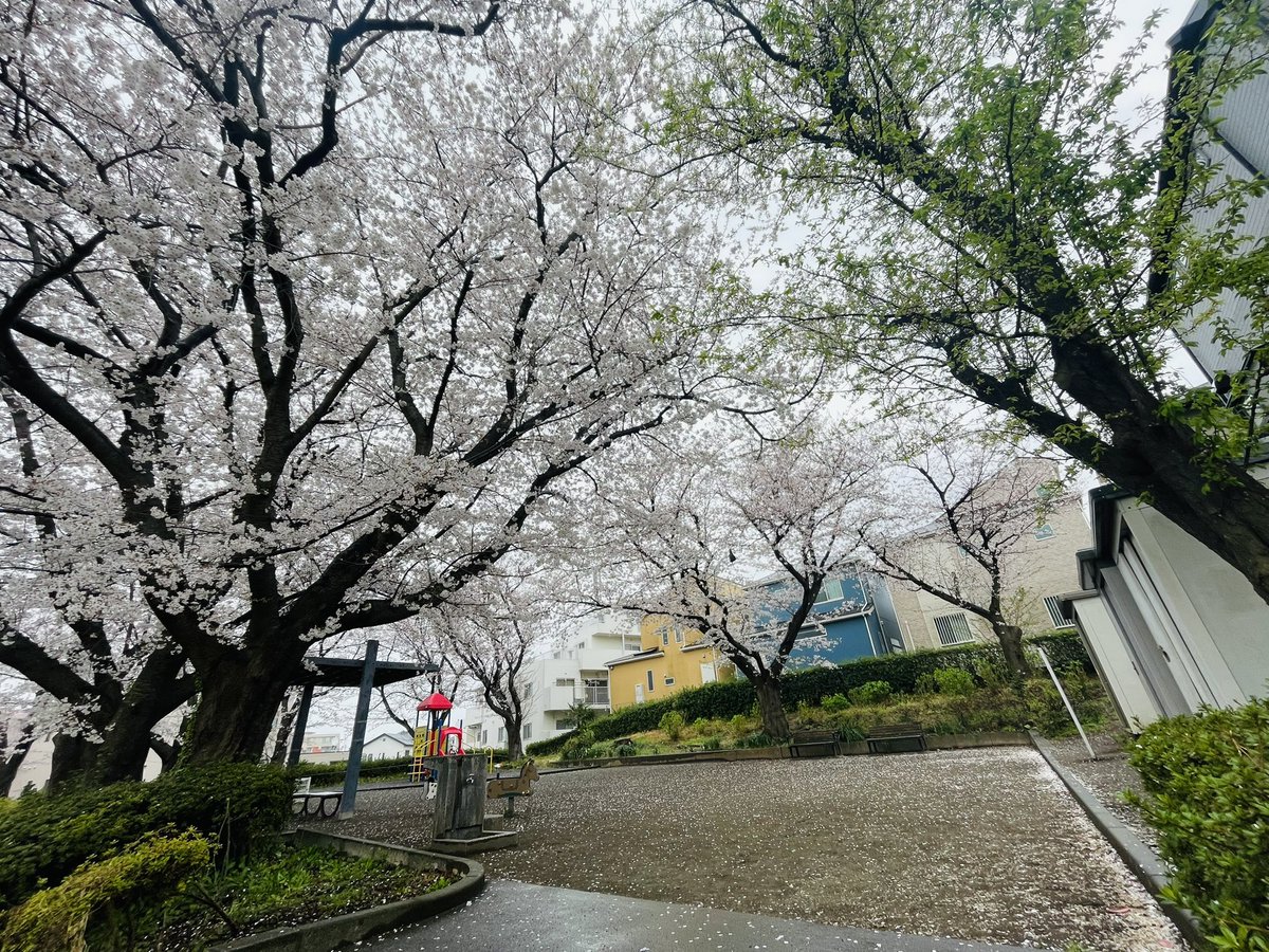 MyaH1120's tweet photo. 250412
下个花季再见吧！
また来年～ https://t.co/7kLcxJjYhe
