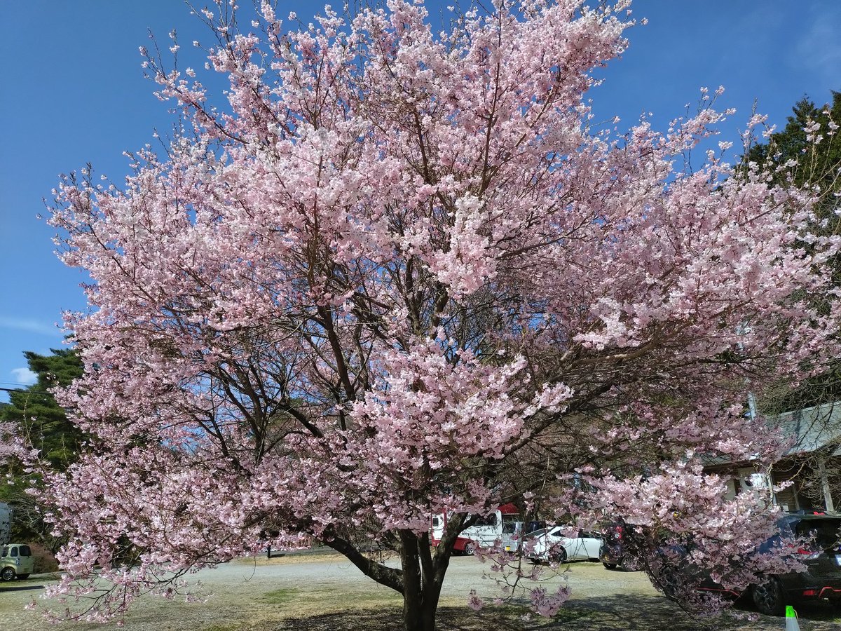 千人塚はこれから🌸