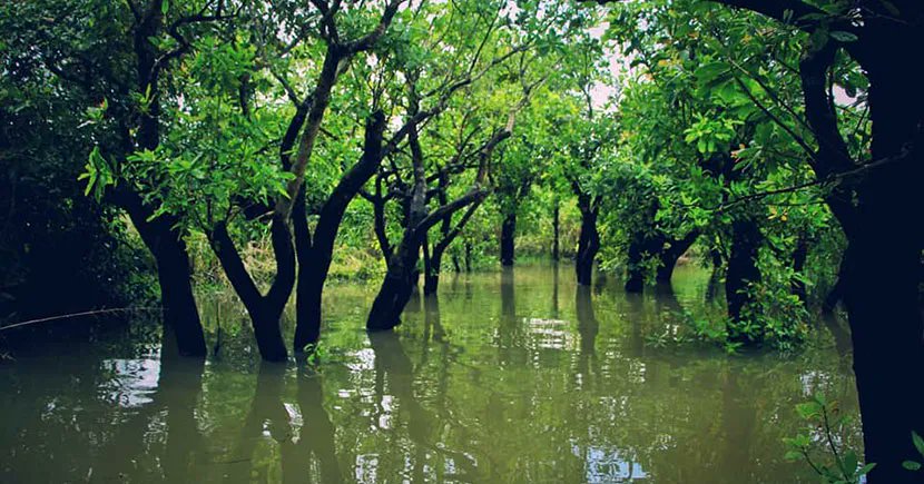 🌿 মায়াবন – প্রকৃতির জাদুময় জগৎ 🌿

সবুজে ঘেরা গাছ, তার মাঝে ছলছলে জলধারা — যেন স্বপ্নের মতো এক জায়গা। এটি সিলেটের বিখ্যাত মায়াবন। প্রকৃতির নিঃসঙ্গতা আর শান্তির খোঁজে যারা ছুটে চলেন, মায়াবন তাদের জন্য এক নিখুঁত গন্তব্য।
আদেশ কুমার,