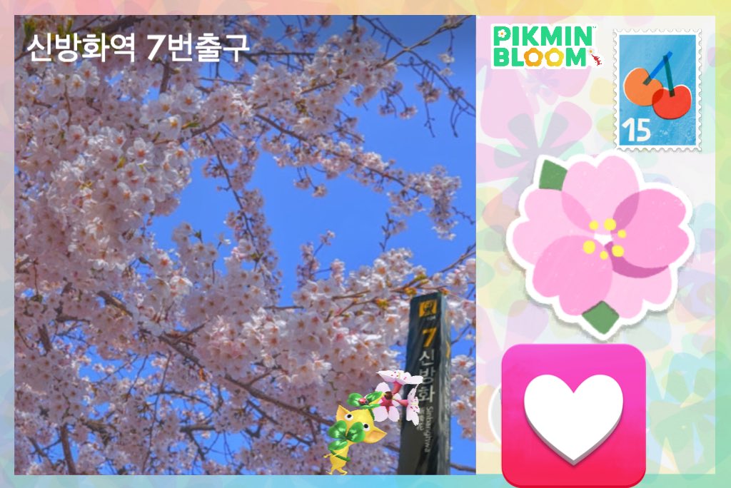 Mmin_bloom's tweet photo. 桜🌸🌸🌸
ありがとうございます🫶💞
#ピクミンブルーム　#PikminBloom https://t.co/WhBuMeM5gx