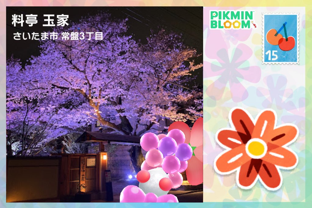 Mmin_bloom's tweet photo. 桜🌸🌸🌸
ありがとうございます🫶💞
#ピクミンブルーム　#PikminBloom https://t.co/WhBuMeM5gx