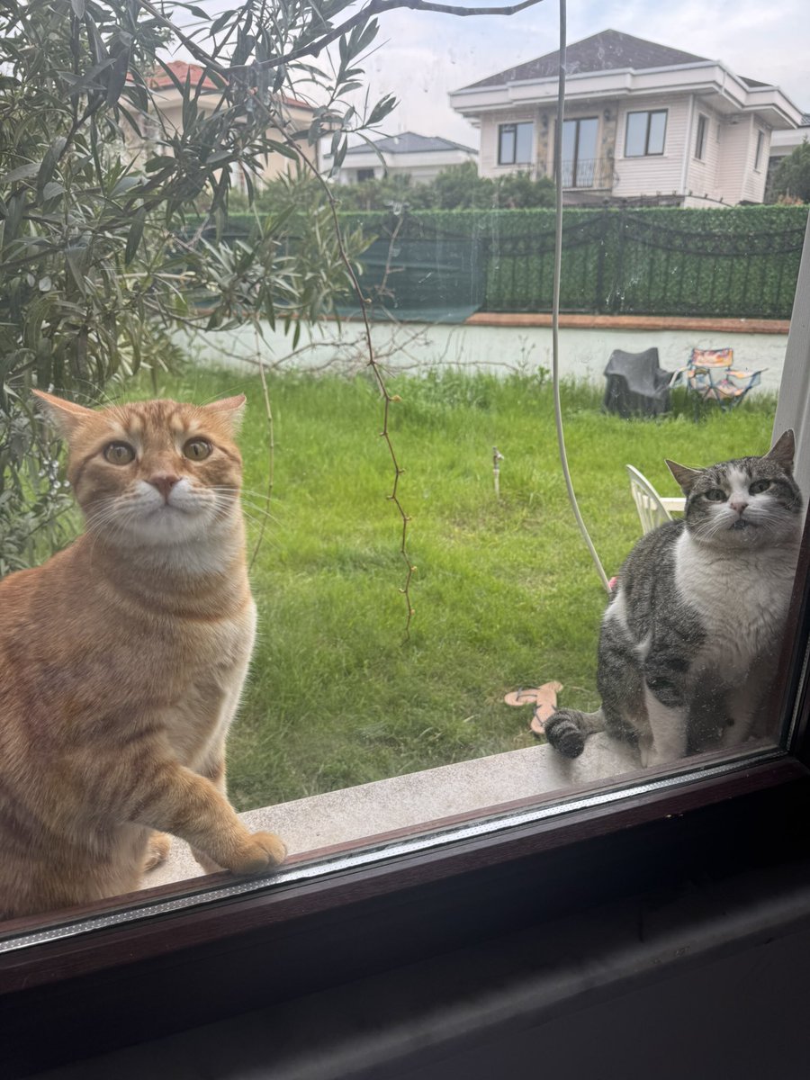 Yüzlerine bakarak hangisi dişi hangisi erkek anlayabileceksen artık iflah olmaz bir kedici olmuşsun demektir