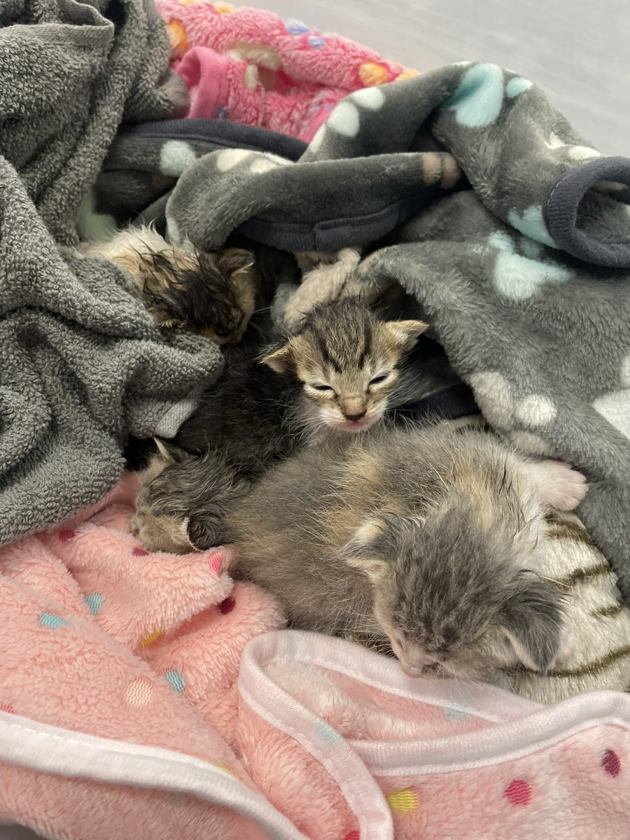feederofcats's tweet photo. well I've had an extremely stressful 24 hrs! I was contacted yesterday about 5 baby kittens who needed help. Mama cat had her babies in someone's apartment at a homeless housing project. The tenant got evicted - https://t.co/E8IvEKxVBS