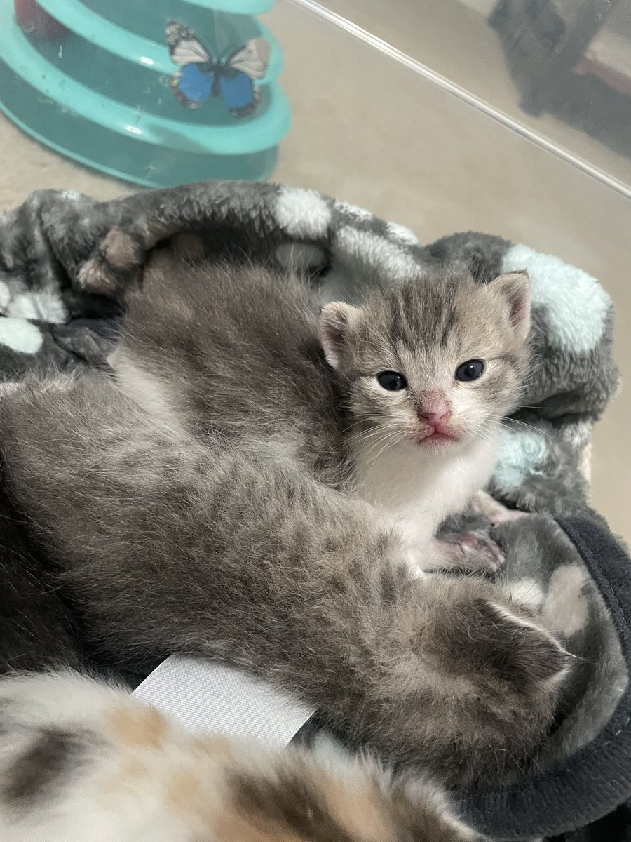 feederofcats's tweet photo. well I've had an extremely stressful 24 hrs! I was contacted yesterday about 5 baby kittens who needed help. Mama cat had her babies in someone's apartment at a homeless housing project. The tenant got evicted - https://t.co/E8IvEKxVBS