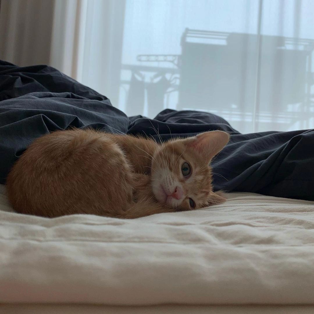 The Cats 𝕏 (@thecatsx) on Twitter photo 