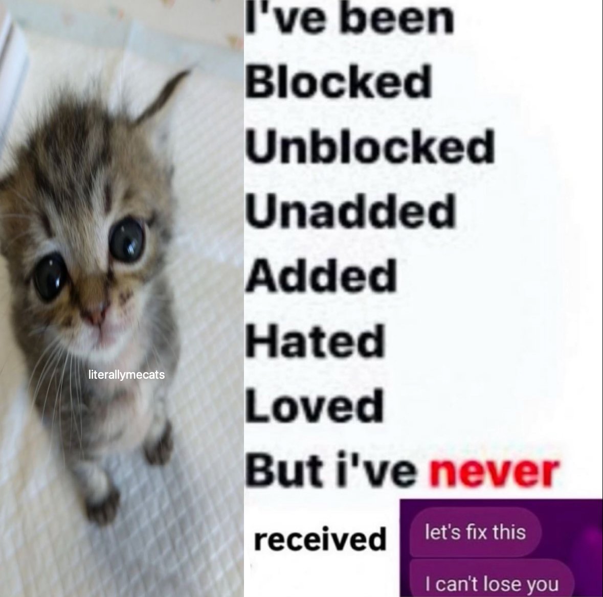LiterallyMeCats (@literallymecats) on Twitter photo 