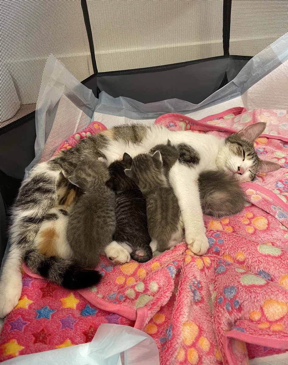 feederofcats's tweet image. I won't go into detail about how I was able to save mama cat tonight, just know it happened and after a very very very long day, all is right in the world for this little family. Kittens and mama have full bellies and everyone can finally relax a little, myself included 😅