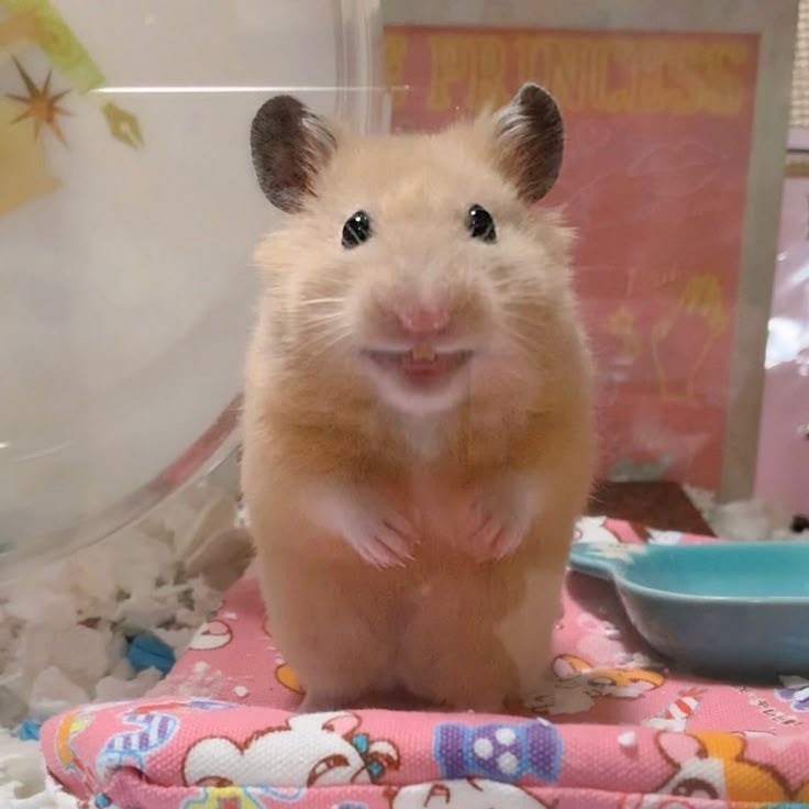 밍누🍀 tweet media