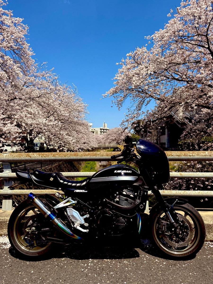 naooooooyuki's tweet photo. 地元桜🌸🌸🌸 https://t.co/fnE8j3OK38