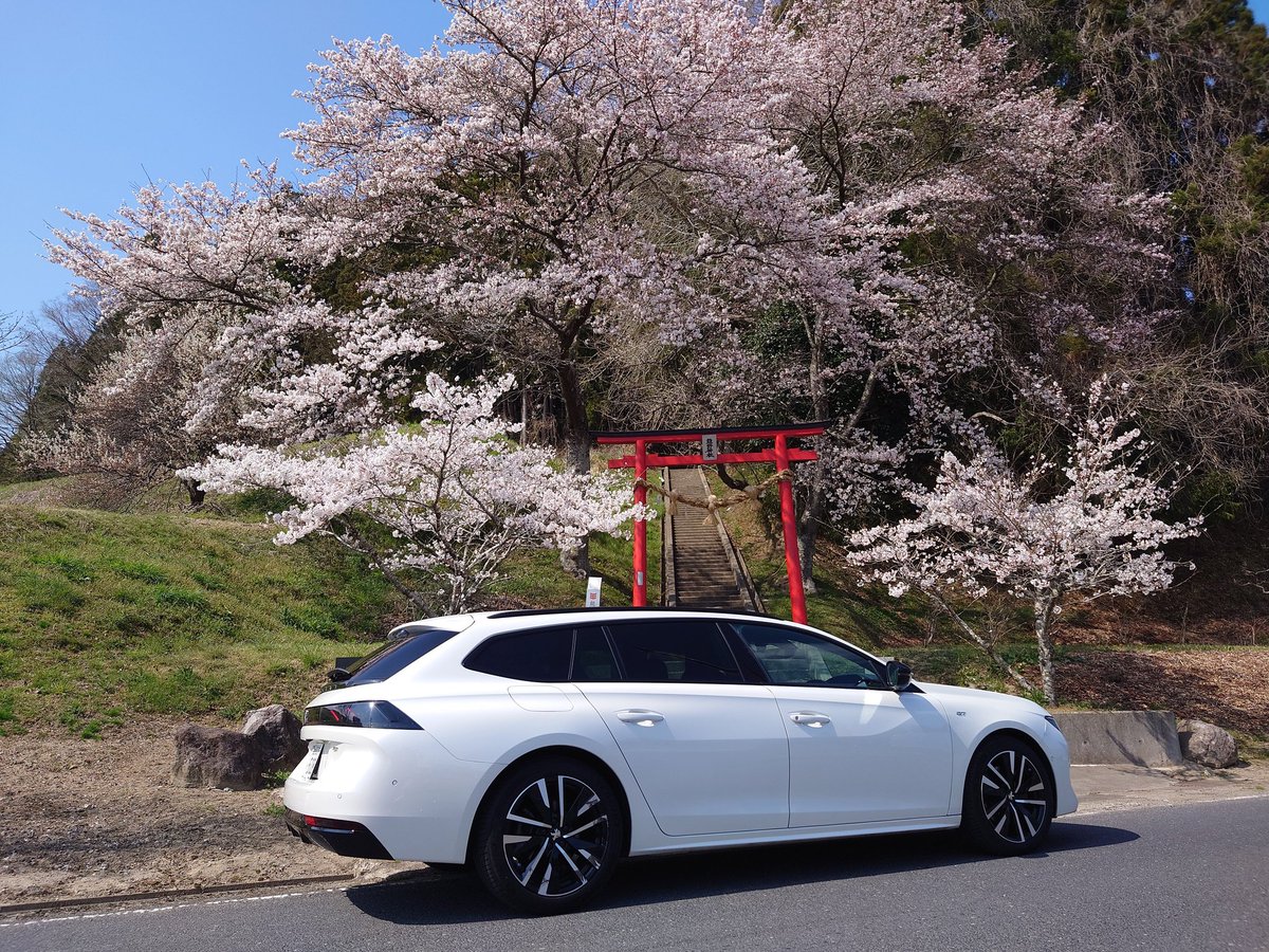 595_competi_PP2's tweet photo. やっと咲いて来ました。
富谷市西成田の熊野神社にて🌸
#富谷市 #peugeot #プジョー #peugeot508sw #プジョー508sw https://t.co/VhrCFdlhdf