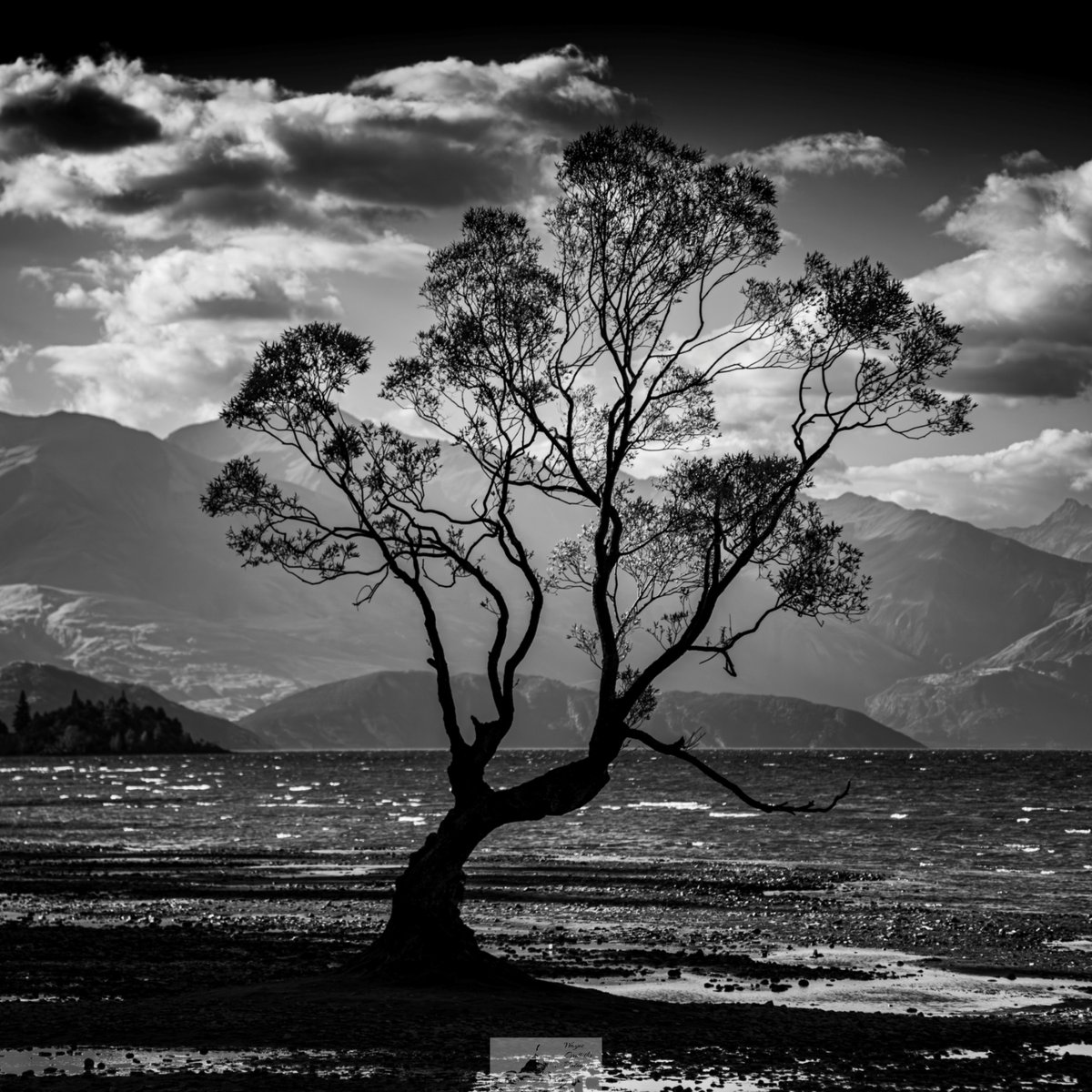 HardingGruff's tweet photo. I'm told that this tree is rather famous #thatwanakatree #naturephoto #blackandwhitephoto #purenz https://t.co/KEbmRnbqCK
