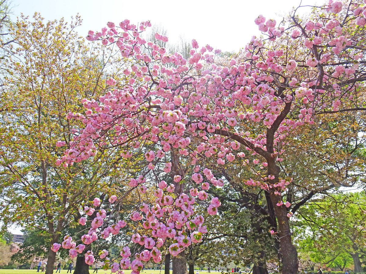 SG_info_kyokai's tweet photo. #新宿御苑 の #桜 シーズンはこれからが本番💡
園内を彩るのは、たくさんの種類の #八重桜🌸
特に、淡紅色の #エド は明治時代から愛される人気の品種です💕
ふわっと咲く大きな花は花嫁のブーケのよう💐
近くで見ても、遠くから眺めても美しい桜ですよ😉
桜リレーはまだ続きます✨どうぞお楽しみに🎵 https://t.co/dj4NqKsOSo
