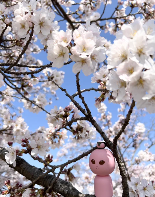 お花見日和だなや〜 