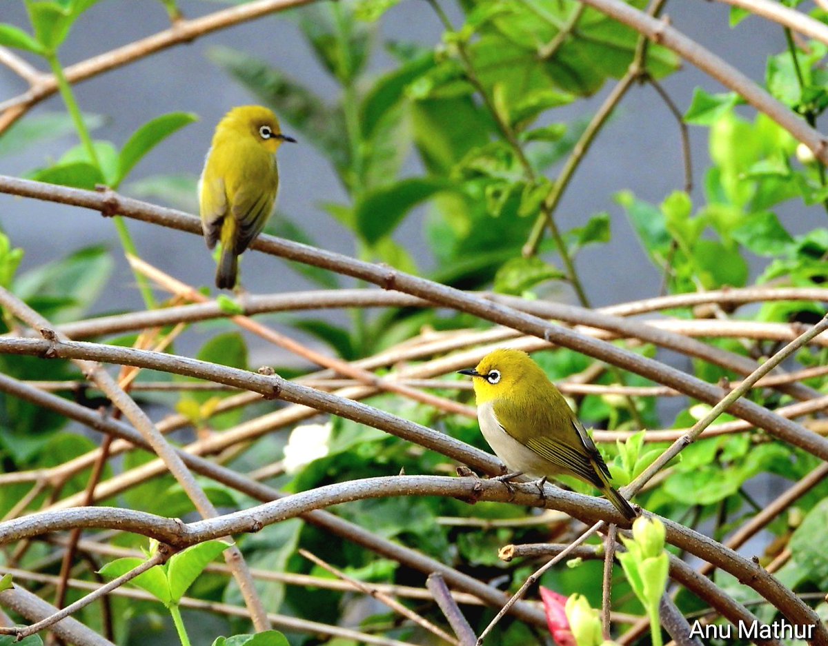 Indian white eye #IndiAves #ThePhotohours another fidgety bird hopping in the bushes moving in small flocks #BBCWildlifePOTD #nature #birds #Nikon #Delhi