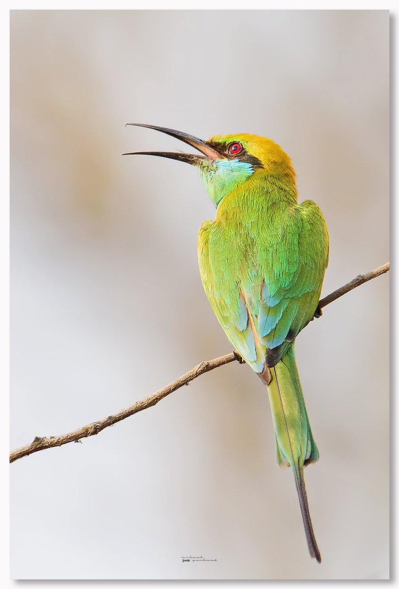 ng3010's tweet photo. Green bee eater 

#IndiAves 
#photography
#ThePhotoHour 
#PhotoOfTheDay 
#nikon 
#NikonIndia 
#natgeoindia
#TwitterNatureCommunity 
#wildlife 
#wildlifephotography 
#birds https://t.co/c4cDvZKCV1