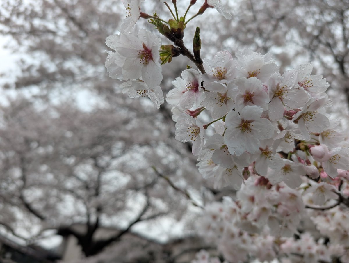 enasanff's tweet photo. 曇り空の中早起きして桜🌸を〜雨が心配で…自宅裏花見に🌸晴れて来たので…行けばよかった🥲 https://t.co/SW5bRsBOfA