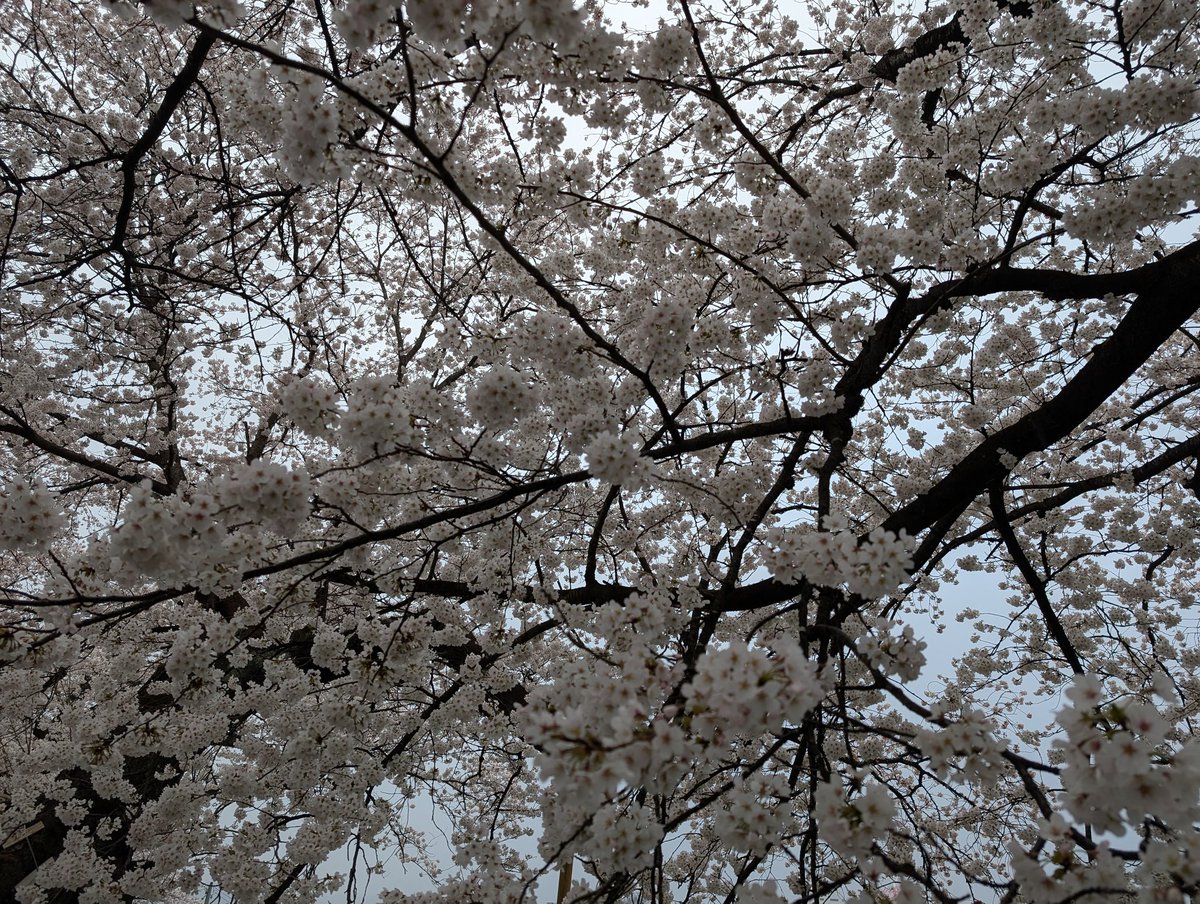 enasanff's tweet photo. 曇り空の中早起きして桜🌸を〜雨が心配で…自宅裏花見に🌸晴れて来たので…行けばよかった🥲 https://t.co/SW5bRsBOfA
