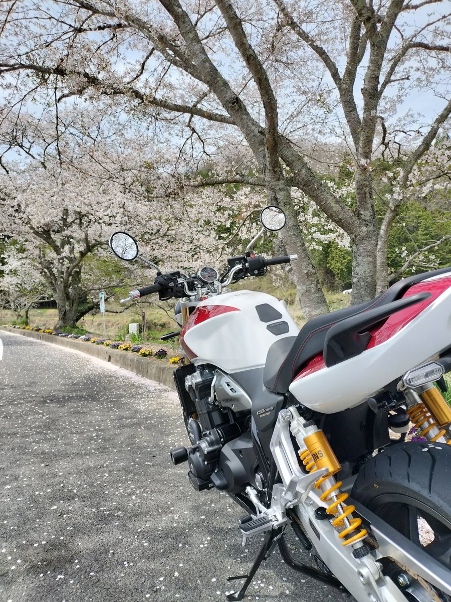 coco202307's tweet photo. CB1300SFでまた桜を求めてぶらぶらして来ました。これで見納めかな。😊 https://t.co/soGQIGWP4i