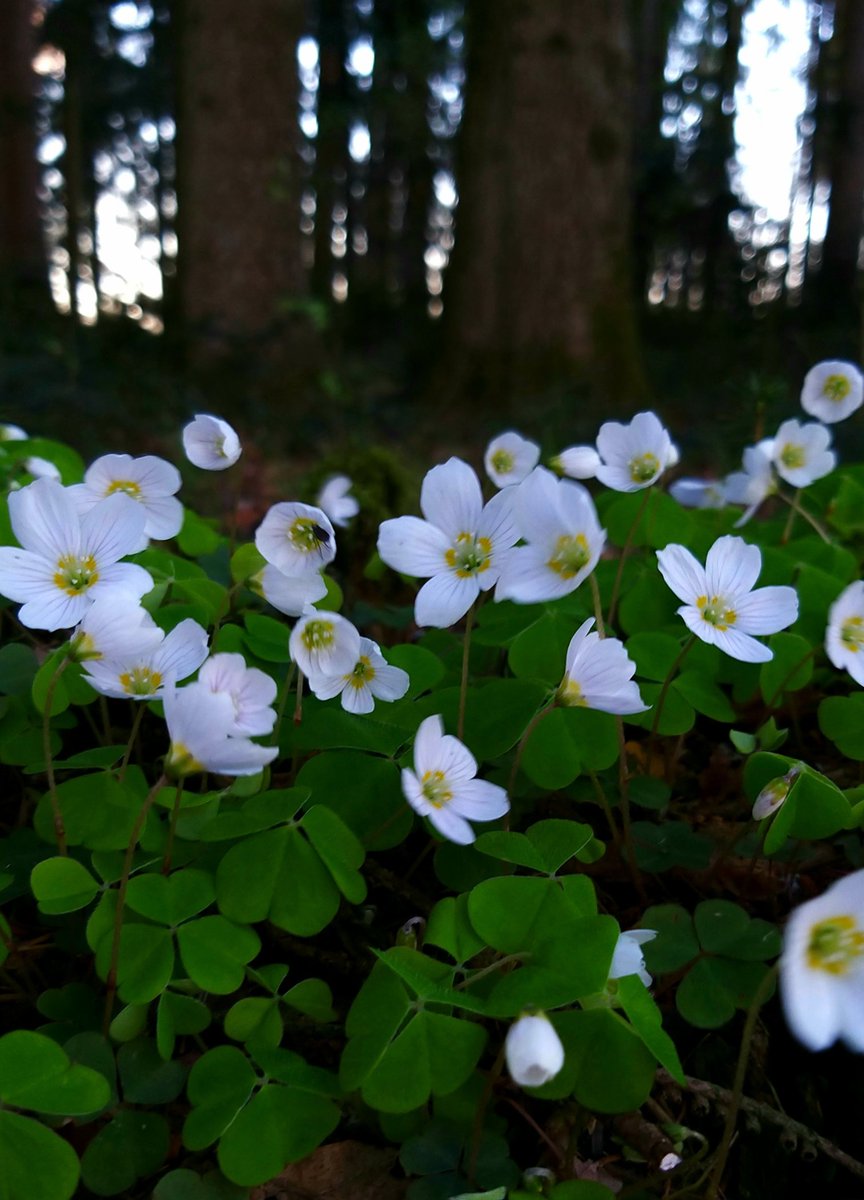 ☘️🌼🤍☘️