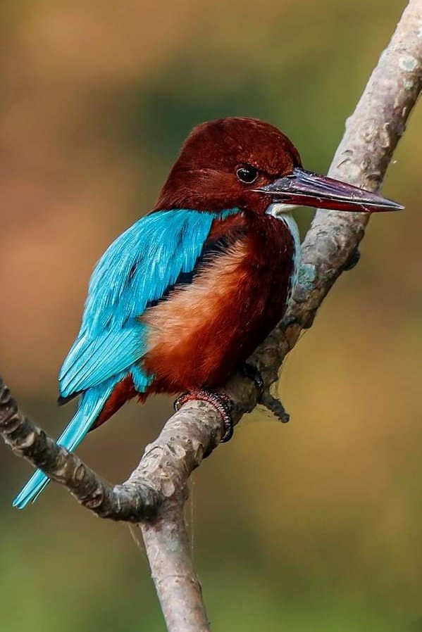 The White-throated Kingfisher is one of Nepal's nine most beautiful kingfishers. It is also the most common one, feeding on fish, aquatic and terrestrial animals. The rains in Kathmandu mean these guys will start hunting animals a bit deeper into the city, too! Watch out! (P: DK)