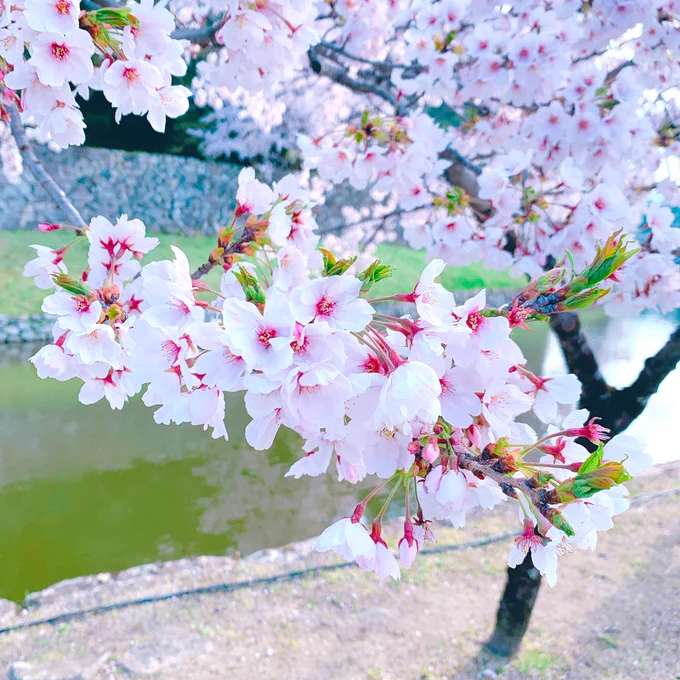 お花見日和〜!ひこにゃんにも会えた 