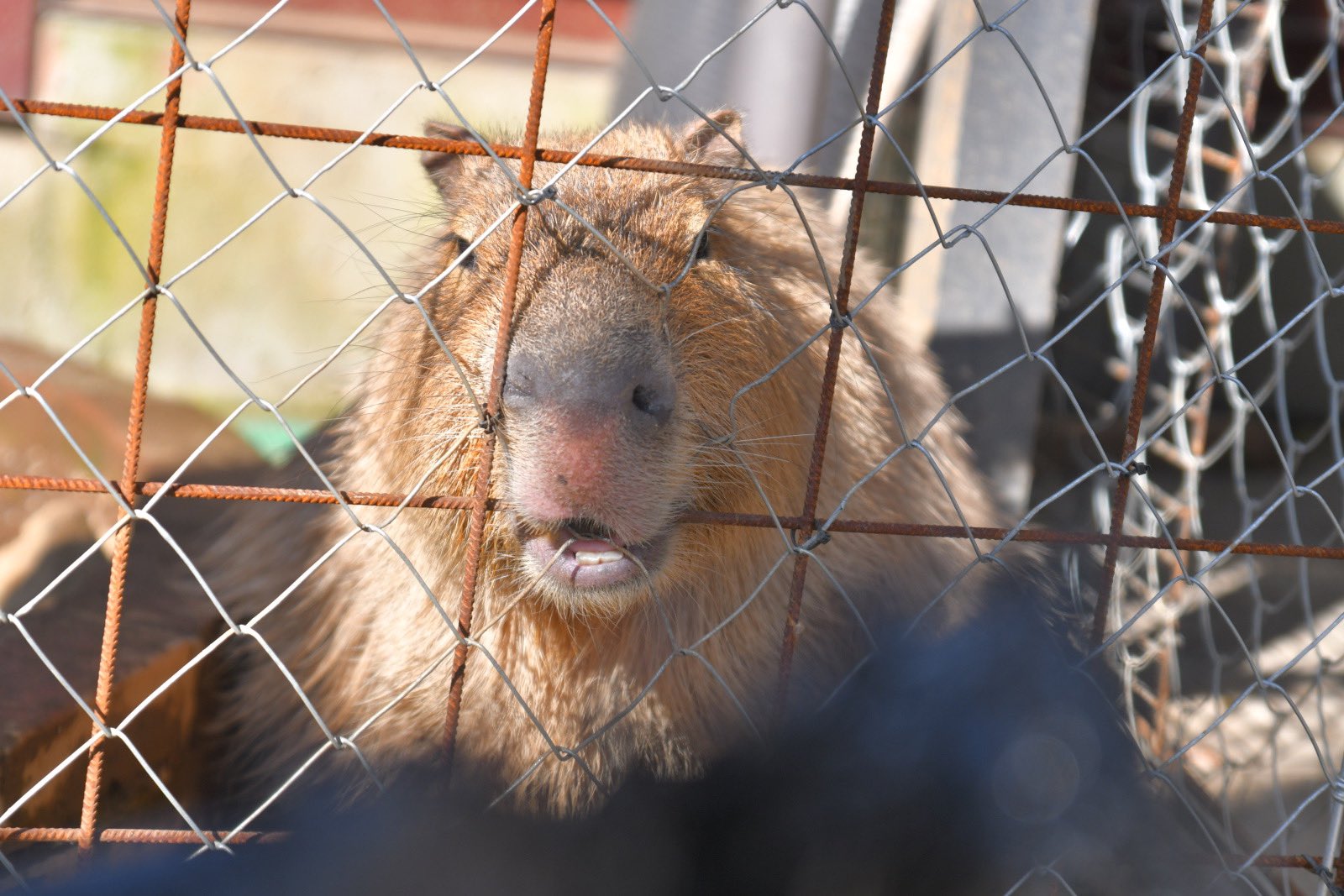 blue_ball_satoshi/Satoshi's Capybara Spirit (@blueball0600) / X blue_ball_satoshi/Satoshi's Capybara Spirit (@blueball0600) / X