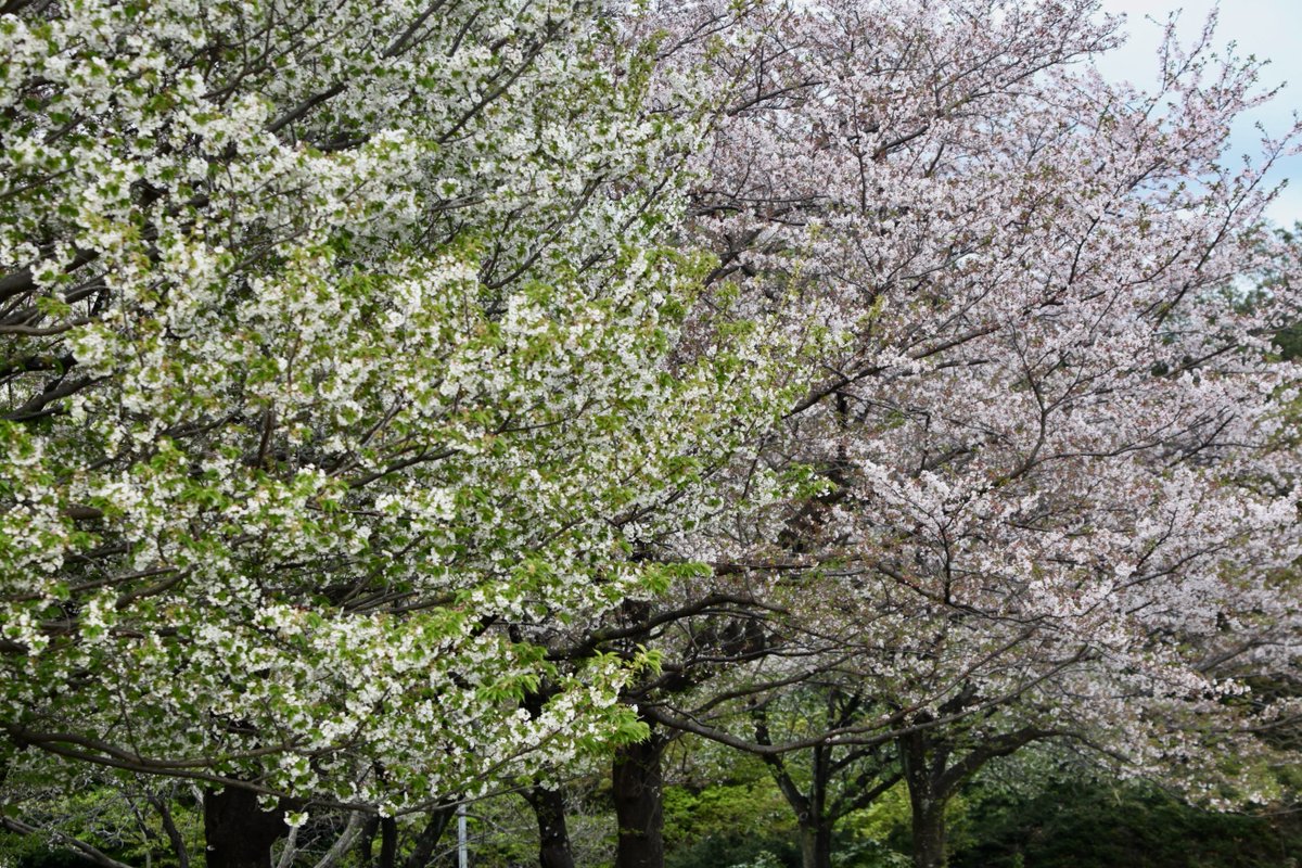 BeatMocha's tweet photo. #散歩写真 #EOS5Dmk2 #EF70_300mmISIIUSM https://t.co/DitkqAj3fb